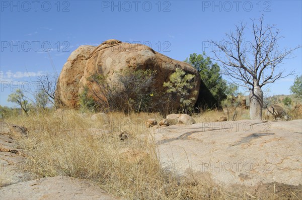 Australian boab