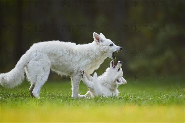 White Swiss Shepherd Dog