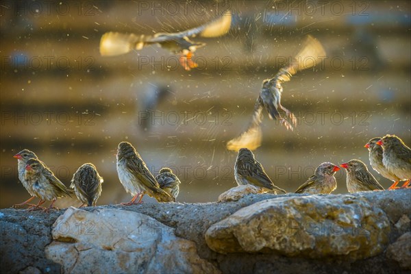 A mega flock of red-billed quelea