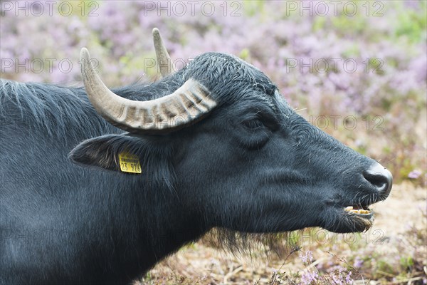 Water buffalo