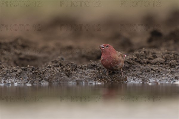 Red-billed firefinch