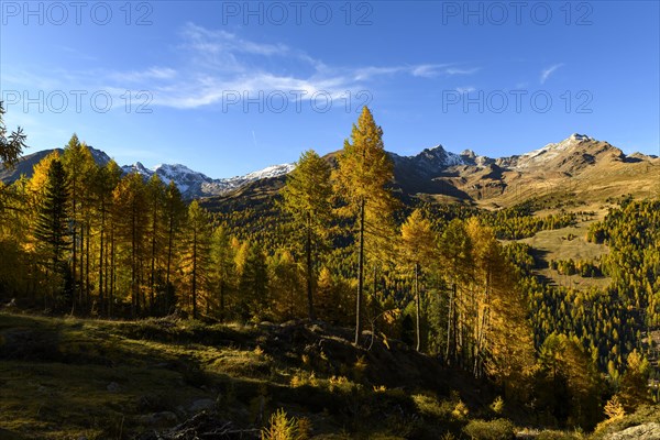 Autumn larch