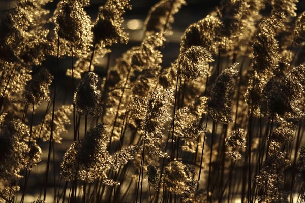 Grasses in the sunlight