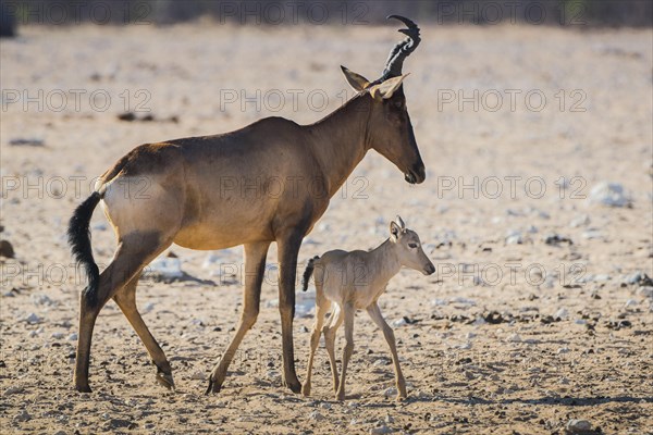 Red hartebeest