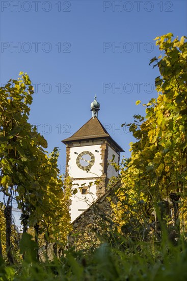 Vineyard in autumn with Schwabentor