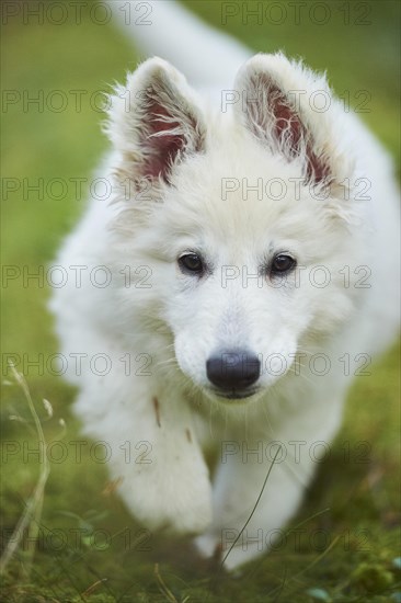 White Swiss Shepherd Dog