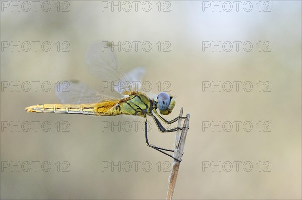 Red-veined darter