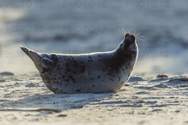 Grey Seal