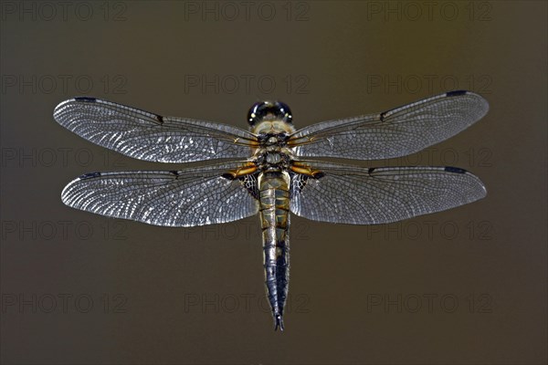 Four-spotted dragonfly