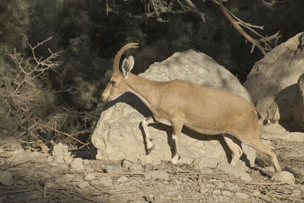 Nubian ibex