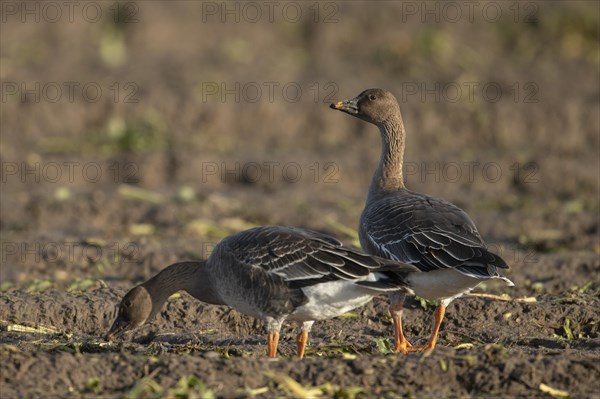 Bean goose