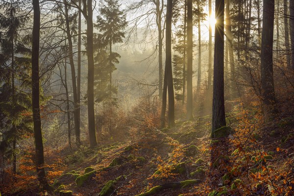 Mountain Forest at Sunrise with Morning Haze