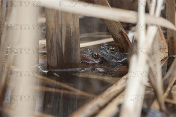 Common frog