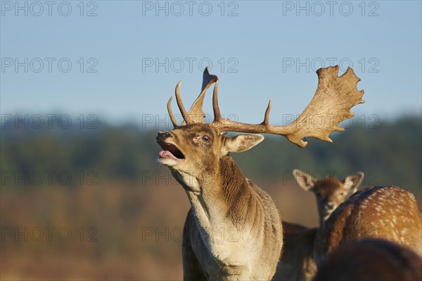 European fallow deer