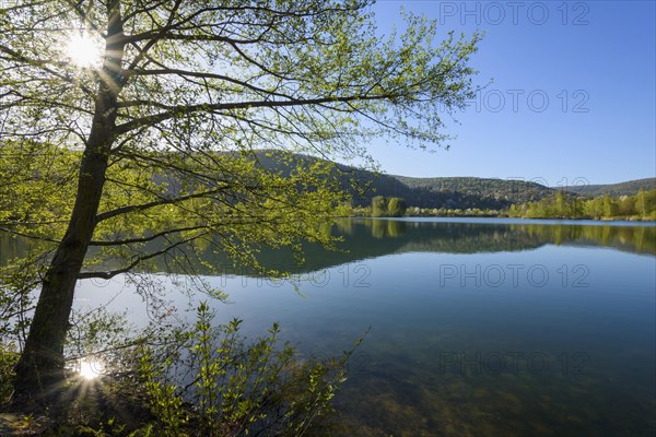 Lake with reflective landscape and tree in spring