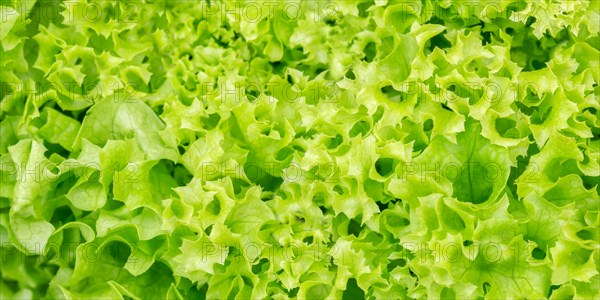 Endive Lettuce Endive Vegetable Background From Above Healthy Food Panorama