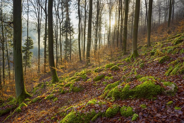 Mountain Forest at Sunrise