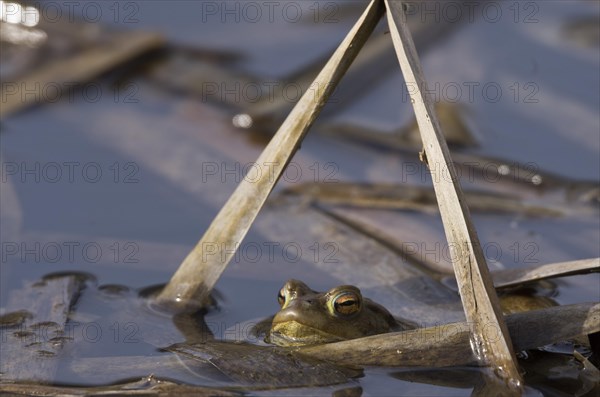 Common toad