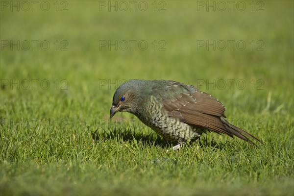 Satin bowerbird