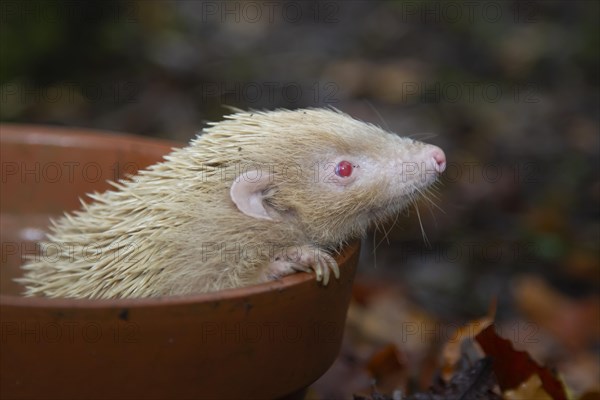 European Hedgehog