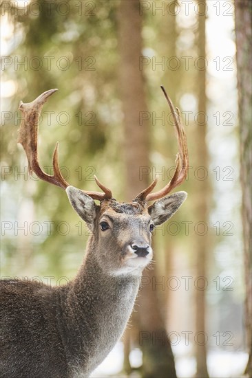 European fallow deer