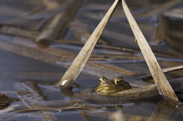 Common toad