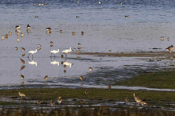 Eurasian spoonbill