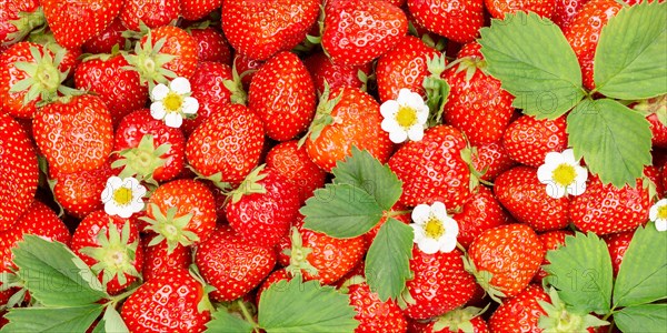 Strawberries Berries Fresh Fruit Strawberry Berry Fruit from above with Leaves and Flowers Panorama