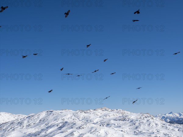 Alpine chough