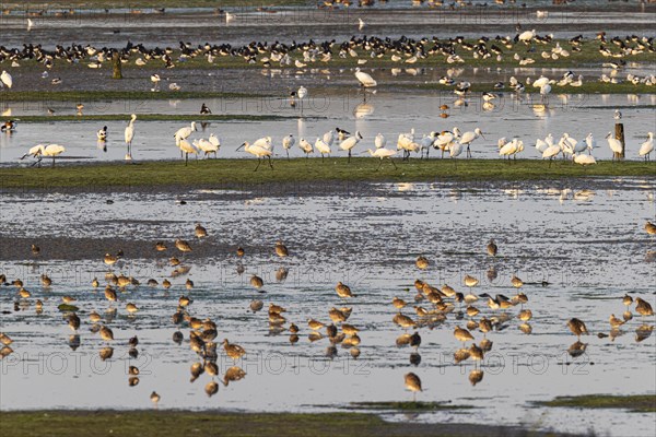 Eurasian spoonbill