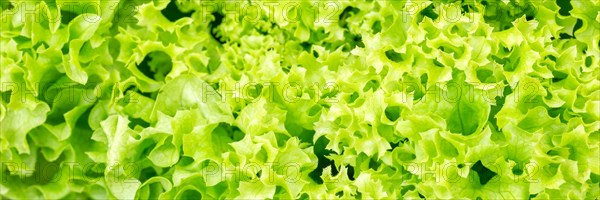 Endive Lettuce Endive Vegetable Background From Above Healthy Food Panorama