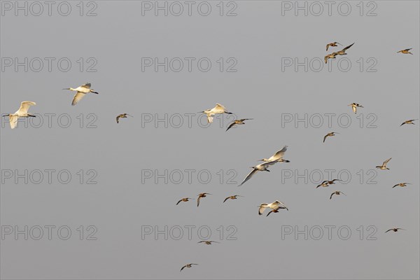 Eurasian spoonbill