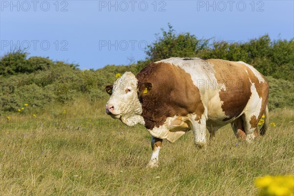 Cattle Bulle