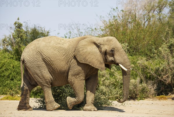 African Elephant