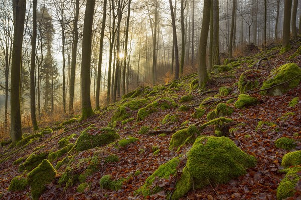 Mountain Forest at Sunrise with Morning Haze