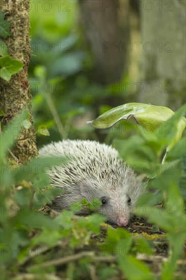 European Hedgehog