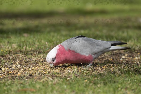 Galah