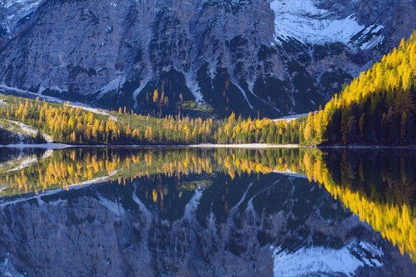 Mountainside with colorful larch trees reflecting in lake