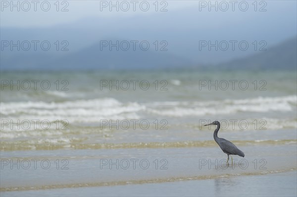 White-faced heron