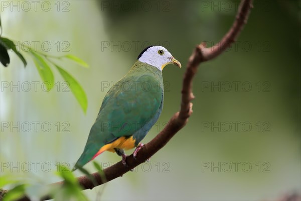 Black-naped fruit dove