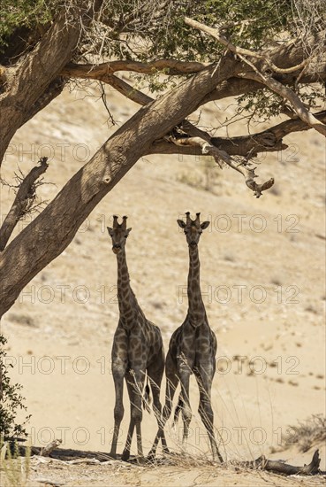 Angolan Giraffe