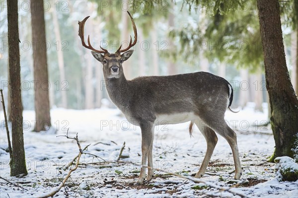 European fallow deer