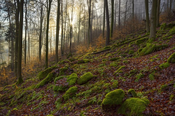 Mountain Forest at Sunrise with Morning Haze