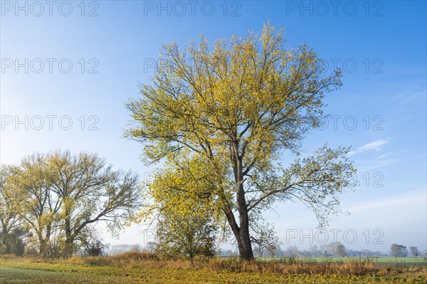 Poplars