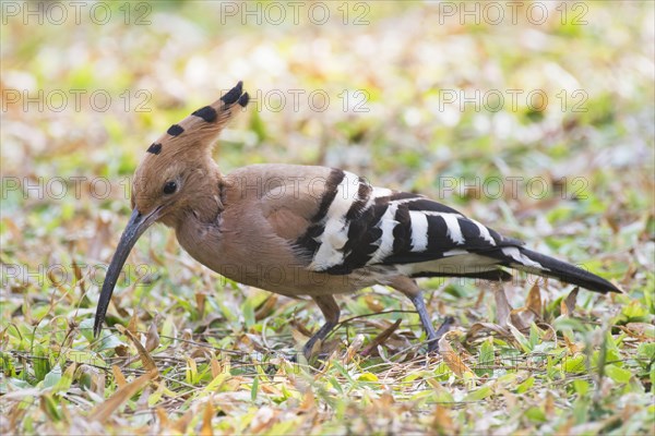 Hoopoe