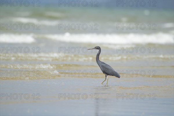 White-faced heron