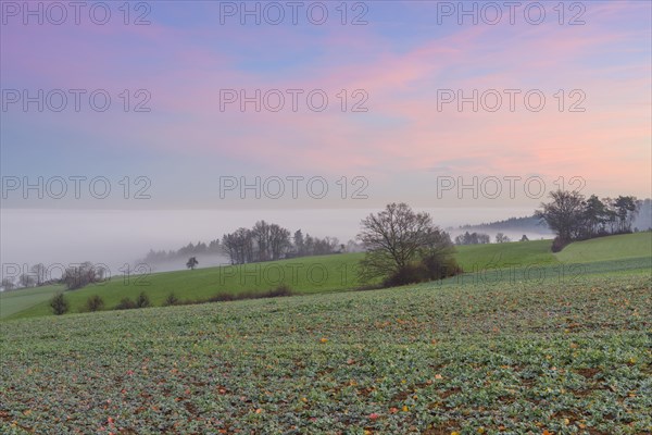 Countryside at Dawn with Morning Mist