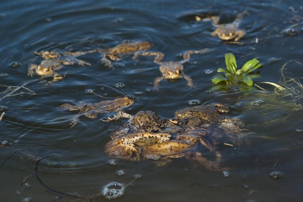 Common toad