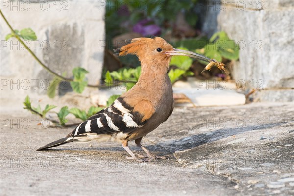 Hoopoe