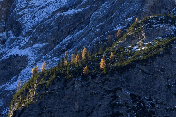 Mountainside with colorful larch trees in autumn